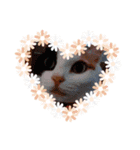 2匹の猫達（個別スタンプ：4）