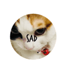 2匹の猫達（個別スタンプ：6）