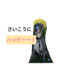 アズ＆クロの日常☺（個別スタンプ：12）