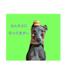 アズ＆クロの日常☺（個別スタンプ：13）