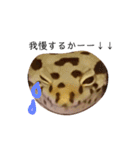 癒しのレオパ（個別スタンプ：3）