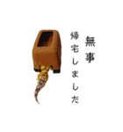 癒しのレオパ（個別スタンプ：11）