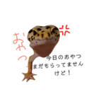 癒しのレオパ（個別スタンプ：19）
