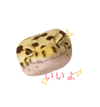 癒しのレオパ（個別スタンプ：25）