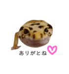 癒しのレオパ（個別スタンプ：34）