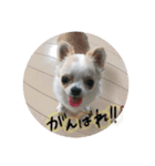 チワワの花 2（個別スタンプ：9）