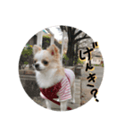 チワワの花 2（個別スタンプ：16）