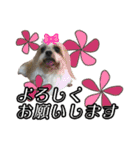 ひめのおうち（個別スタンプ：1）