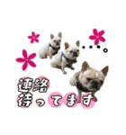 ひめのおうち（個別スタンプ：14）