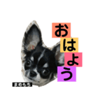 まめもち  チワワ（個別スタンプ：1）