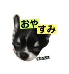 まめもち  チワワ（個別スタンプ：2）