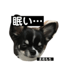 まめもち  チワワ（個別スタンプ：3）
