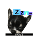 まめもち  チワワ（個別スタンプ：4）