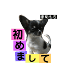 まめもち  チワワ（個別スタンプ：5）