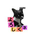 まめもち  チワワ（個別スタンプ：6）