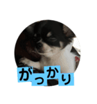 まめもち  チワワ（個別スタンプ：8）