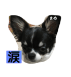 まめもち  チワワ（個別スタンプ：9）