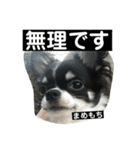 まめもち  チワワ（個別スタンプ：10）