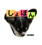 まめもち  チワワ（個別スタンプ：11）