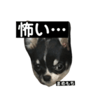 まめもち  チワワ（個別スタンプ：13）