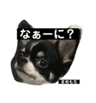 まめもち  チワワ（個別スタンプ：14）