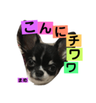 まめもち  チワワ（個別スタンプ：15）