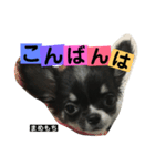まめもち  チワワ（個別スタンプ：16）