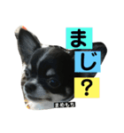 まめもち  チワワ（個別スタンプ：17）