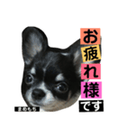まめもち  チワワ（個別スタンプ：18）