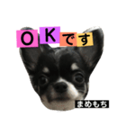 まめもち  チワワ（個別スタンプ：19）