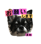 まめもち  チワワ（個別スタンプ：20）