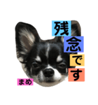 まめもち  チワワ（個別スタンプ：21）
