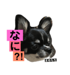 まめもち  チワワ（個別スタンプ：22）