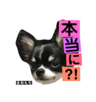 まめもち  チワワ（個別スタンプ：23）