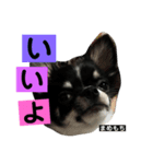 まめもち  チワワ（個別スタンプ：24）