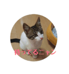 ねっしースタンプ（個別スタンプ：1）