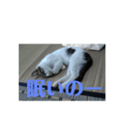 ねっしースタンプ（個別スタンプ：2）