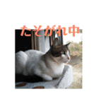ねっしースタンプ（個別スタンプ：3）