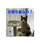 ねっしースタンプ（個別スタンプ：6）