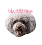 Ms Marine（個別スタンプ：4）