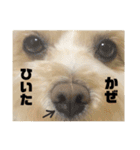 もんじスタンプ（個別スタンプ：36）
