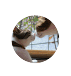 3匹のにゃんこたち（個別スタンプ：4）
