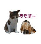 3匹のにゃんこたち（個別スタンプ：6）