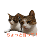 3匹のにゃんこたち（個別スタンプ：7）