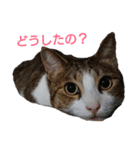 3匹のにゃんこたち（個別スタンプ：9）