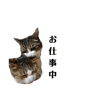 3匹のにゃんこたち（個別スタンプ：14）