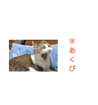 3匹のにゃんこたち（個別スタンプ：18）