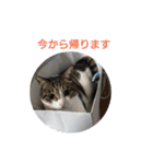 3匹のにゃんこたち（個別スタンプ：19）