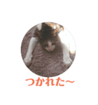 3匹のにゃんこたち（個別スタンプ：23）
