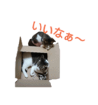 3匹のにゃんこたち（個別スタンプ：25）